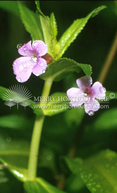 limno aromatica flower